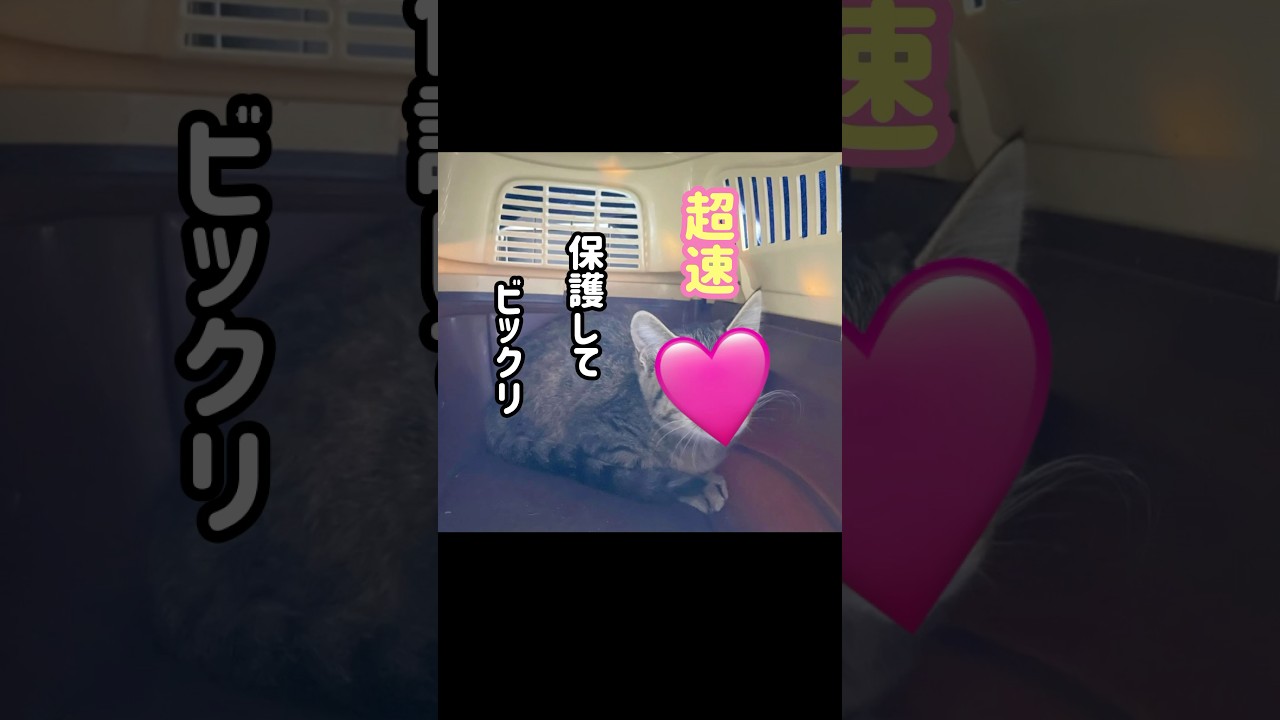 子猫の鳴き声に急いで外へ！急いで保護！#保護子猫#かわいい子猫#shorts#キジトラ猫#ネコ#癒される猫#優しい猫動画