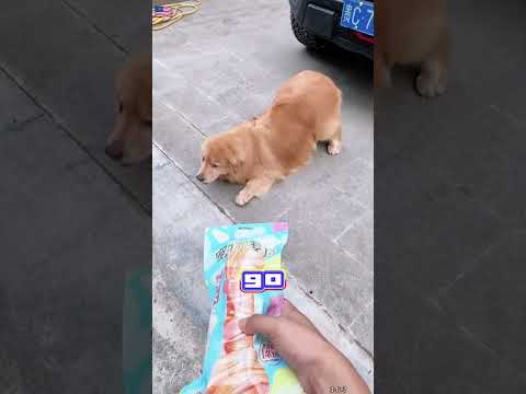 My dog is staging a fake scam over a squished sweet potato 🐶🍠#shorts#viral#trending#pets#cutepets