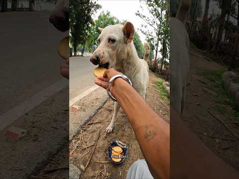 "Street dogs need love too. Share to show you care. ❤️🐕 #streetdog #doglife #alxe2462 #shortfeed