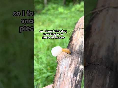Slug Eating a Mushroom on a Log