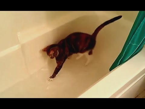 Cats vs. Bathtubs