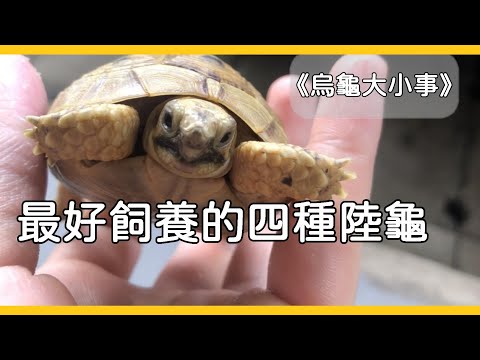 烏龜養幾隻