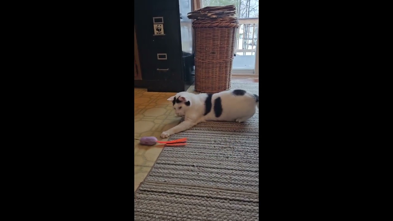 Enlarge Elmer-LAP CAT! FIV+, a Adoptable mixed breed in Berlin, CT video 1/6