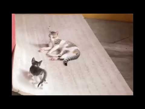 Munna Bada Pyara:  A Heartwarming Moment at the Ashram