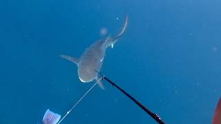 人間がガチでサメに襲われる映像