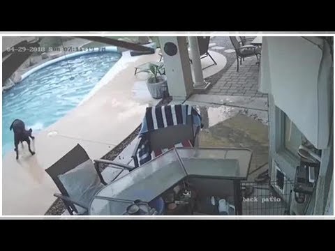 Cane rischia di affogare in una piscina: a salvarlo è un altro cane