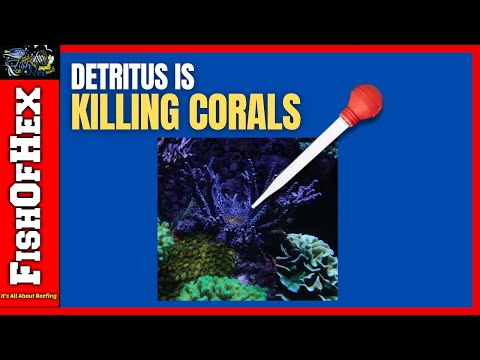 Stop Detritus From Kill Your Coral Colonies
