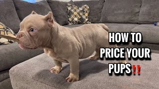 HOW TO PRICE YOUR PUPPIES FOR SALE