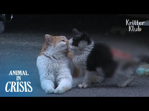 Cat Became A Mother To A Severely Wounded Kitten Who Lost His Mom | Animal in Crisis EP107