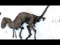 Researchers Find Dinosaur With Flesh STILL On Its Bones