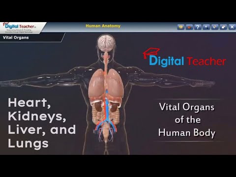 Human Anatomy | Human Heart, Kidneys, Liver and Lungs Function | Vital Organs - Part 2 | #3dlearning