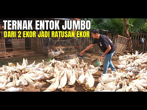 SUCCESSFUL JUMBO MUSCLE FARMING WITH A CAPITAL OF 2 CAN BECOME HUNDREDS, PRODUCE MILLIONS IN PROFIT