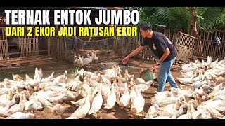 Download lagu SUCCESSFUL JUMBO MUSCLE FARMING WITH A CAPITAL OF 2 CAN BECOME HUNDREDS, PRODUCE MILLIONS IN PROFIT mp3 Download lagu SUCCESSFUL JUMBO MUSCLE FARMING WITH A CAPITAL OF 2 CAN BECOME HUNDREDS, PRODUCE MILLIONS IN PROFIT mp3