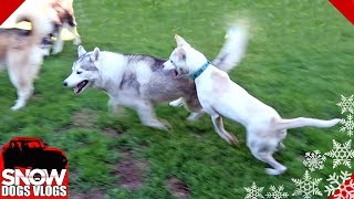 Huskies Play like Race cars