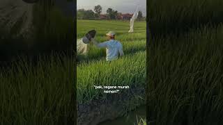 Download lagu Not Everyone Is Cut Out to Be an Onion Farmer—The Real Scare Isn’t the Heat, It’s the Price mp3