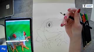 Draw Along with Pip - Exotic Animals - Treefrog