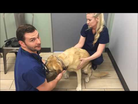 What to Expect at a Standard Veterinary Wellness Exam
