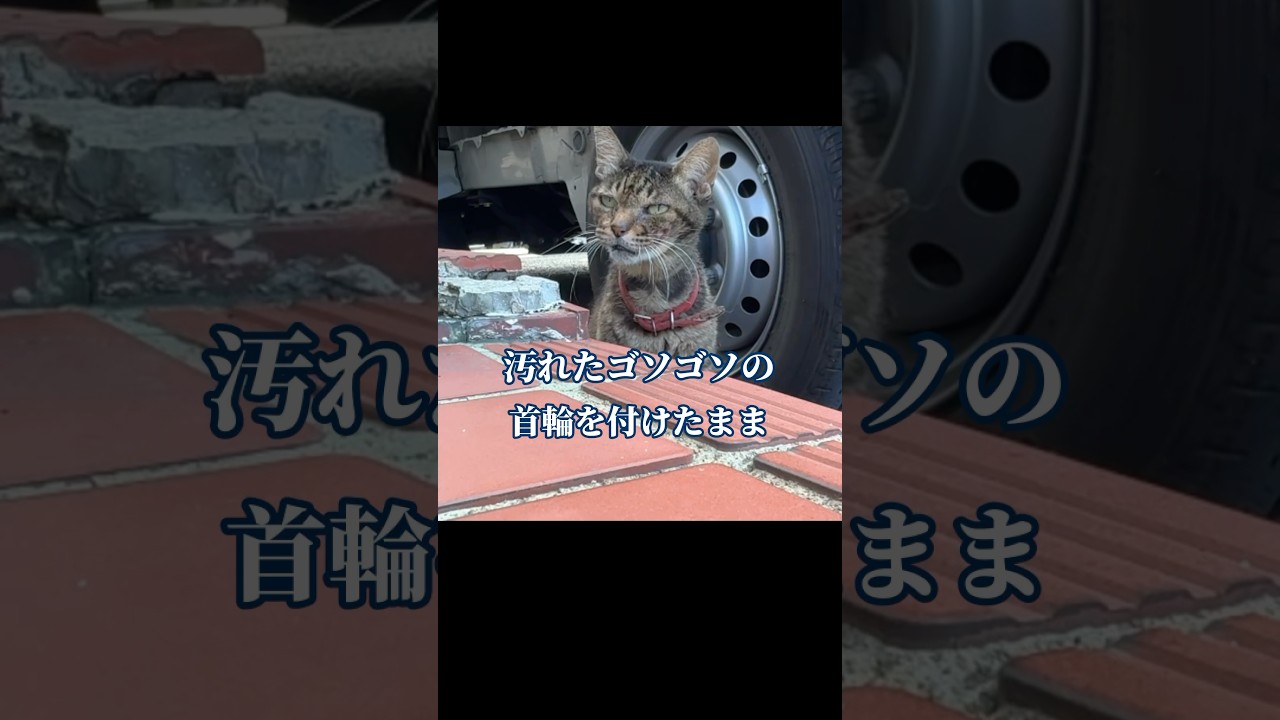 汚れたゴソゴソの首輪が物語る過酷だった日々#保護猫#short#迷い猫#ネコのいる暮らし