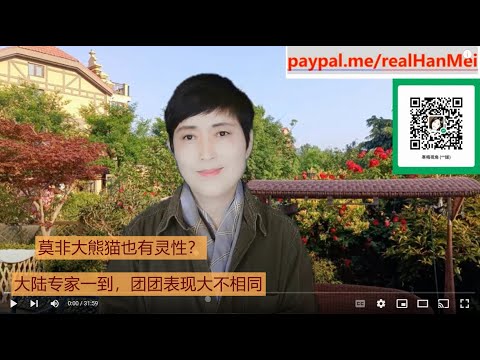 221102-1【大熊猫也有灵性？大陆专家到了台湾，团团如同见亲人】【邱国政：大陆不把红旗插遍台湾就不算赢】【寒梅视角】