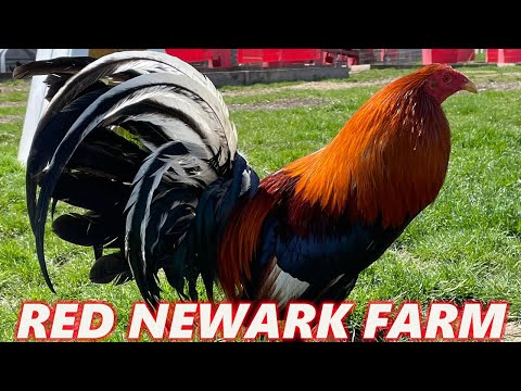 Chainsaw Kelso Yellow Leg Hatch Sweater Roundhead Grey RED NEWARK FARM Beautiful Birds