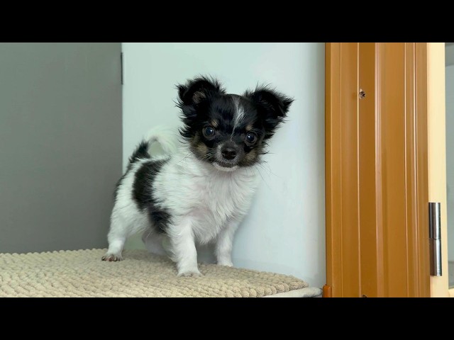 (子犬) 犬種：チワワ・ロングコート 男の子 ブリーダー マロニエケンネル　MARRONNIER KENNEL k4173の画像