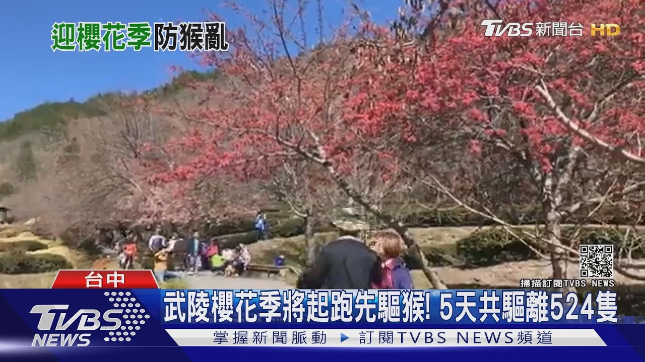 武陵櫻花季將起跑先驅猴! 5天共驅離524隻