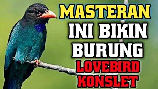 Download lagu Masteran Suara Tengkek Buto Jernih Durasi 3 Jam Bikin Lovebird Konslet mp3
