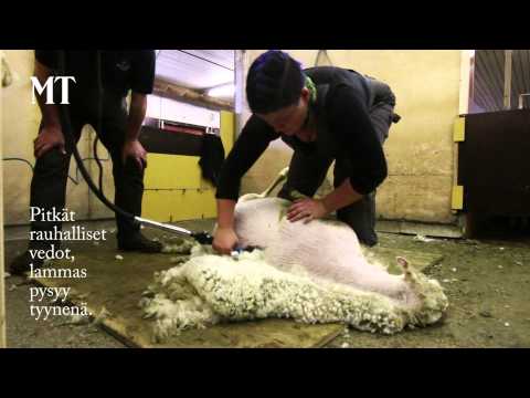 , title : 'Miten lammas keritään nopeasti ja tehokkaasti?'