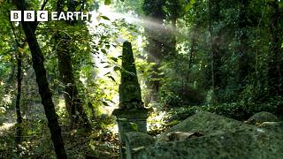 How an Abandoned Cemetery Became a Wildlife Haven | The Travel Edit