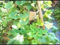 Above ground container vegetable garden using ...
