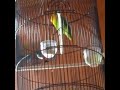 LOVEBIRD NGEKEK SLOW MASTERAN AMPUH LOVEBIRD PAUD