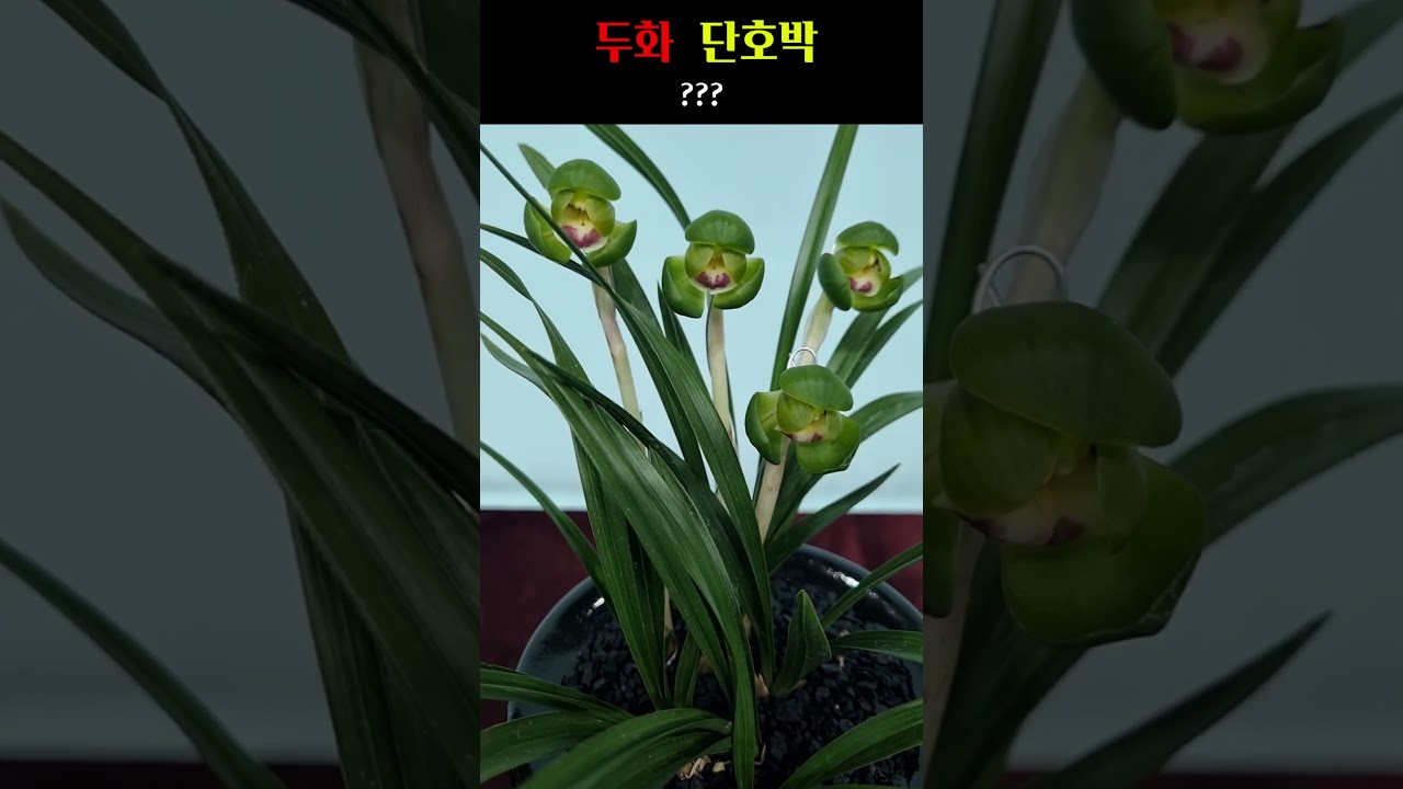 쇼츠 썸네일