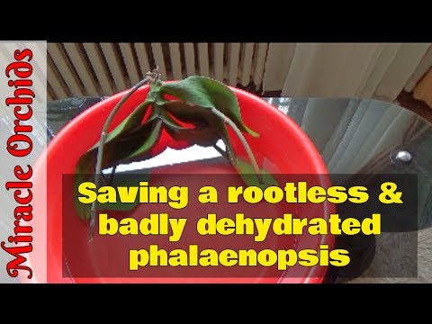 How I will save my badly dehydrated phalaenopsis orchid with no roots