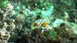 preview picture of video 'Philippines-Nudibranch.mp4'