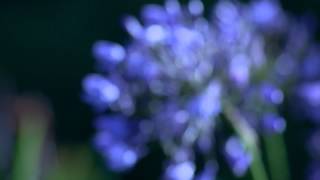 J&#39;ai oublié de vivre - Johnny Hallyday