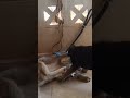 Rugged Girl Puppy Dog Animals Doglover Fun Shorts Shortsfeed Suscribete Thalapathy