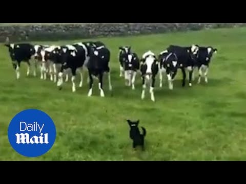 Irish woman hilariously freaks out as her dog chases herd of cows