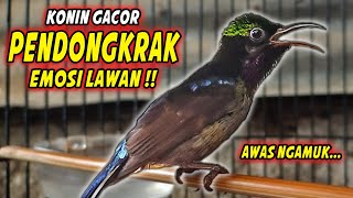 Download lagu KOLIBRI NINJA GACOR FULL MATERI ISIAN ROLL TEMBAK MEWAH !! PANCINGAN KONIN BAHAN AGAR CEPAT EMOSI mp3 Download lagu KOLIBRI NINJA GACOR FULL MATERI ISIAN ROLL TEMBAK MEWAH !! PANCINGAN KONIN BAHAN AGAR CEPAT EMOSI mp3