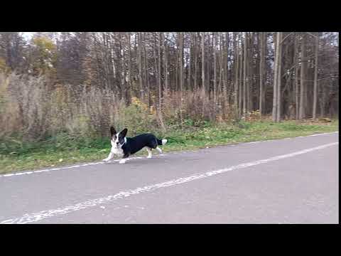 OPPO Reno4 Lite test video