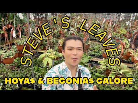 STEVE'S LEAVES EXPOSED! Don't Shop Here Unless You Want Beautiful Rare Plants