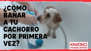Kiwoko Cómo bañar a tu cachorro por primera vez🐶💦 anuncio