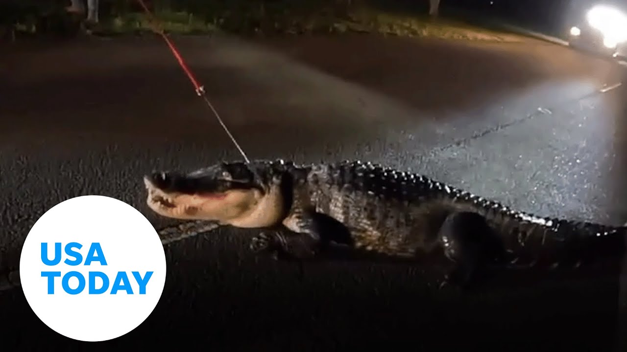 Wildlife trappers wrestle with a huge alligator before capturing it | USA TODAY