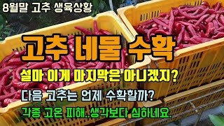 고추농사 8월말 고추생육현황 고추네물수확 하우스고온피해 고추 수정불량으로 기형과, 붕사 및 칼슘결핍 증상, …