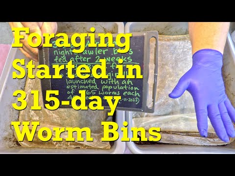 Switch to foraging in 315-day "twin" ANC worm bins - vermicompost
