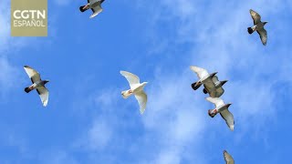 Xi Jinping envía carta de felicitación al Foro sobre el Año Internacional de la Paz y la Confianza