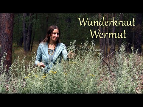 Wunderkraut Wermut - die Dosis macht das Gift!