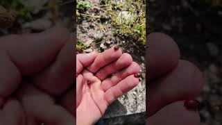 I found these amazing love bugs!❤️😮😮❤️.  like&amp;sub!❤️