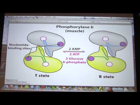 #26 Biochemistry Glycogen Metabolism II Lecture for Kevin Ahern's BB 450/550