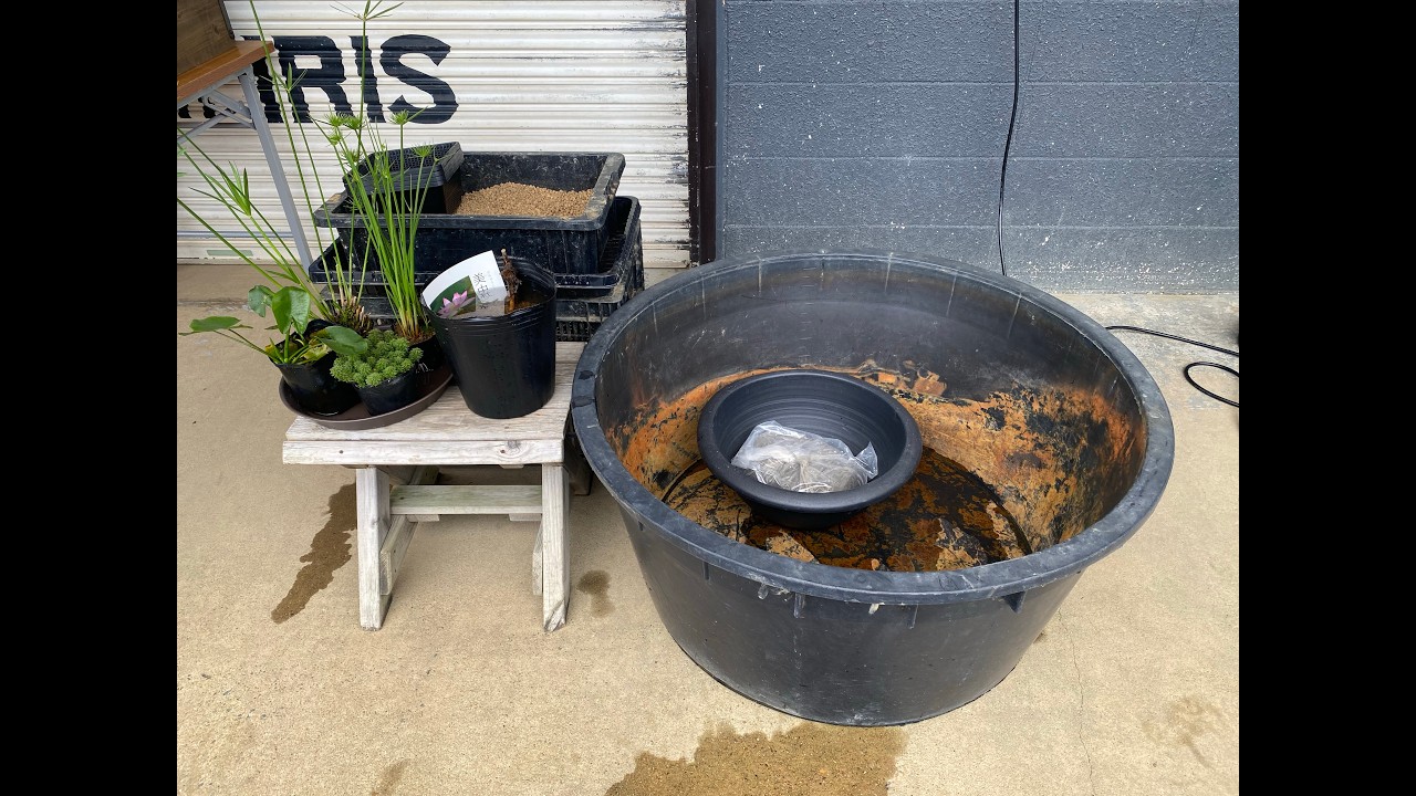 花ちゃん先生の巨大ビオトープ作り！