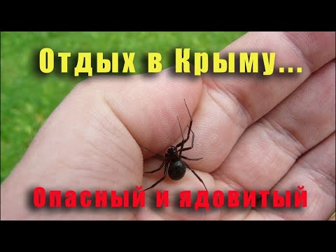 Какие опасности в Крыму поджидают туристов  Чего следует опасаться на отдыхе в Крыму.